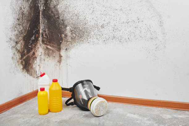 Best Attic Mold Removal  in Perry, FL