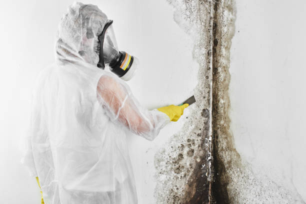 Best Certified Mold Removal  in Perry, FL