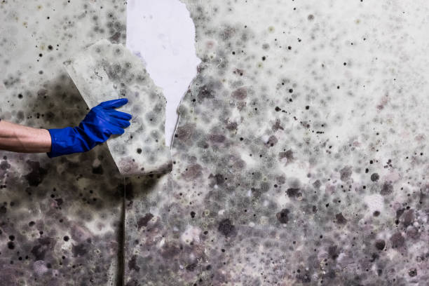 Perry, FL Mold Removal Company