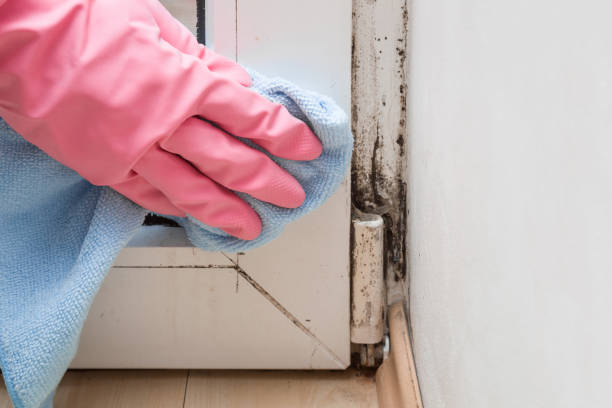 Office Mold Removal Services in Perry, FL
